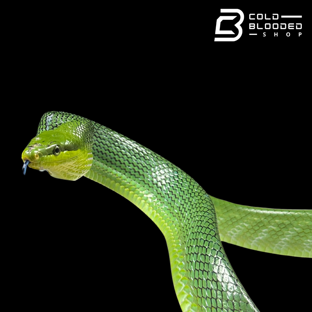Female Red-tailed Green Rat Snake - Gonyosoma oxycephalum #1