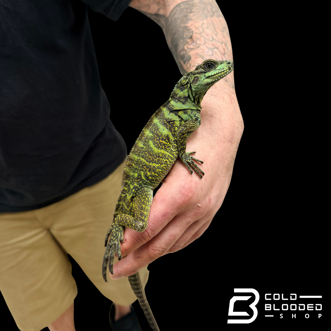 Juvenile Amboinensis Sailfin Dragon Lizard - Hydrosaurus amboinensis