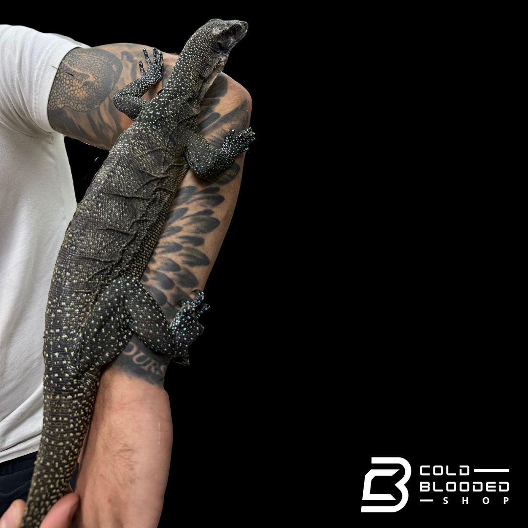 Adult Peach-throated Monitor - Varanus jobiensis