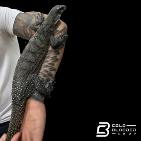 Adult Peach-throated Monitor - Varanus jobiensis
