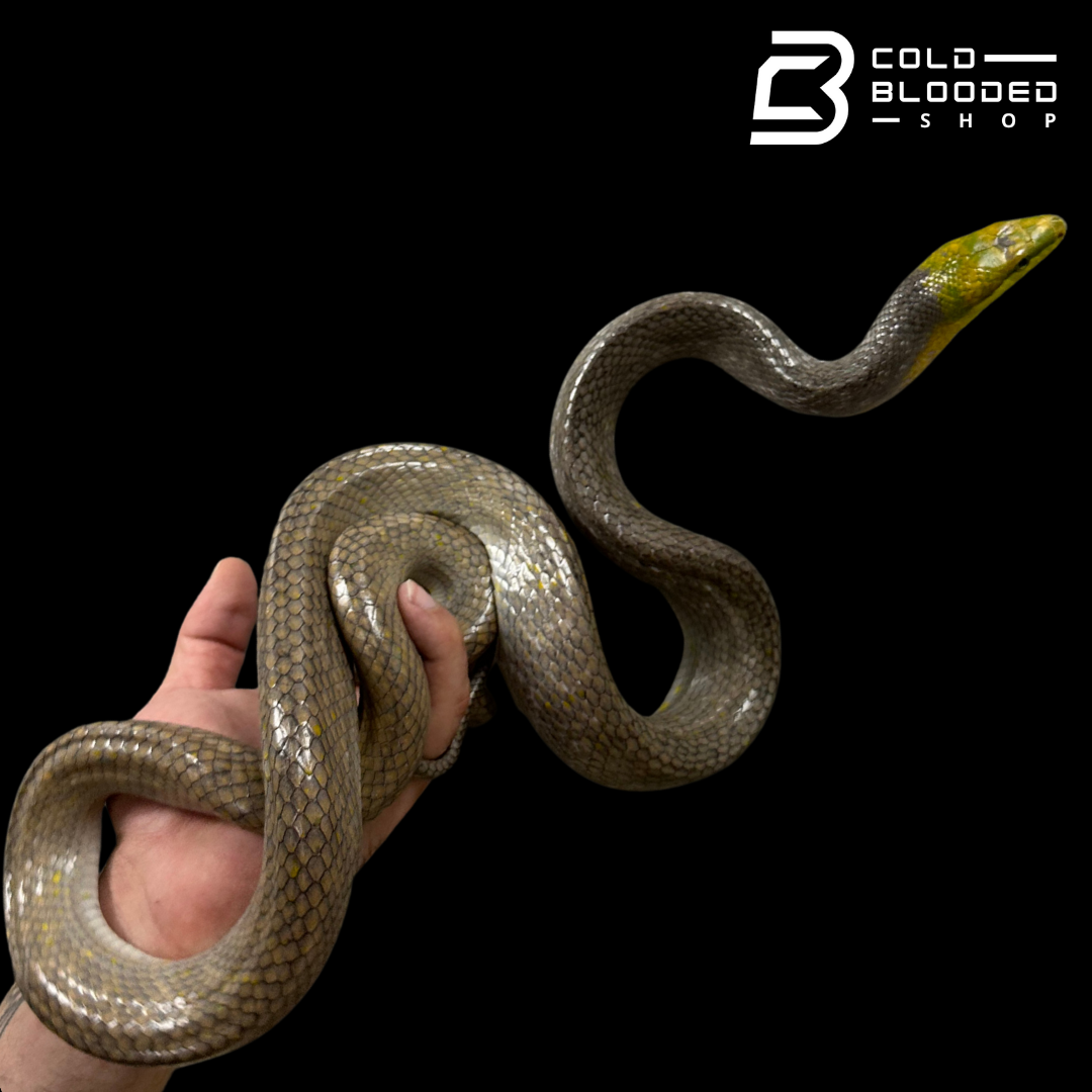 Female Silver Phase Red-tailed Green Rat Snake - Gonyosoma oxycephalum #1