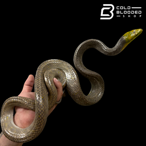 Female Silver Phase Red-tailed Green Rat Snake - Gonyosoma oxycephalum #1