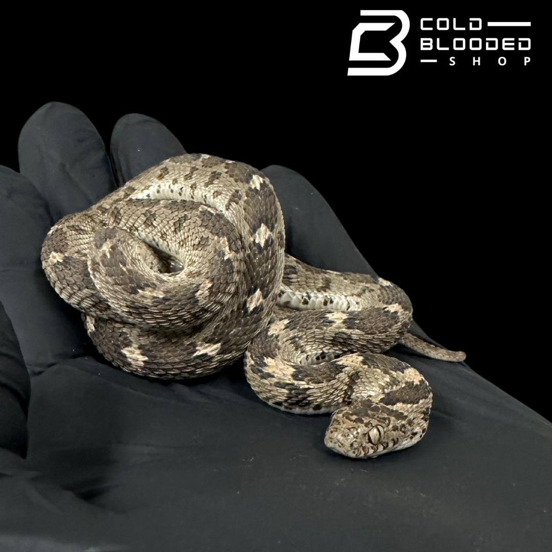 Egyptian egg-eating snake - Dasypeltis bazi