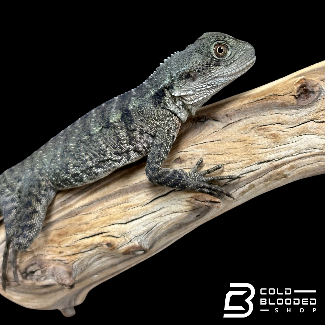 Young Australian Water Dragons - Intellagama lesueurii