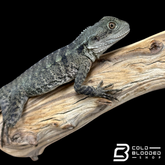 Young Australian Water Dragons - Intellagama lesueurii