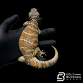 Adult Orange and blue Ornate Uromastyx #1 - Uromastyx ornata