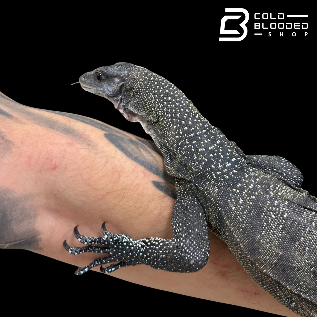 Adult Peach-throated Monitor - Varanus jobiensis