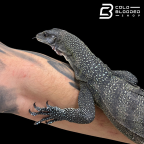 Adult Peach-throated Monitor - Varanus jobiensis