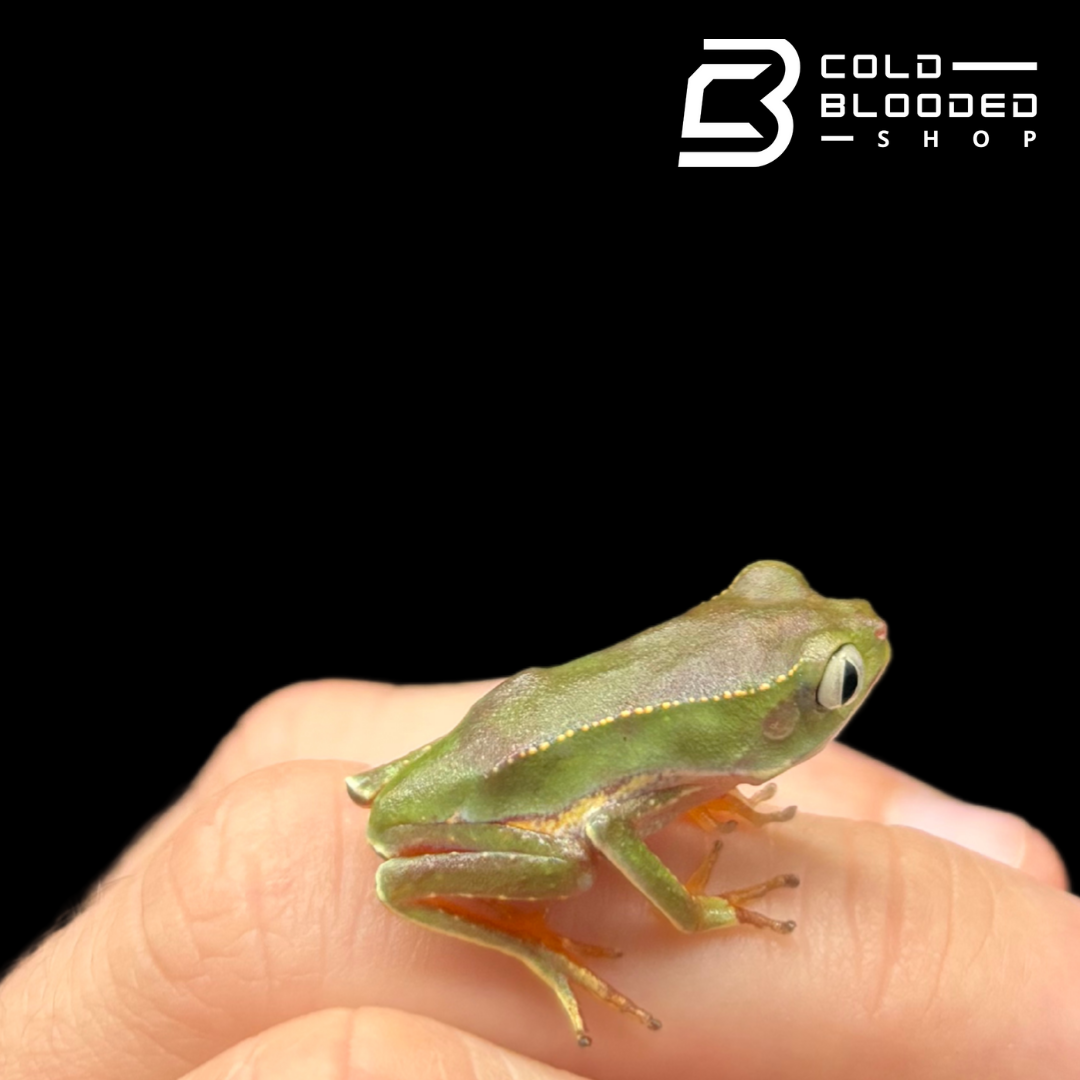 White lined monkey frog - Phyllomedusa vaillantii