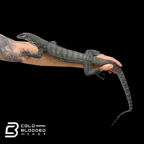 Adult Peach-throated Monitor - Varanus jobiensis