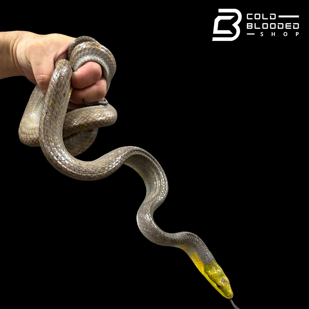 Female Silver Phase Red-tailed Green Rat Snake - Gonyosoma oxycephalum #1