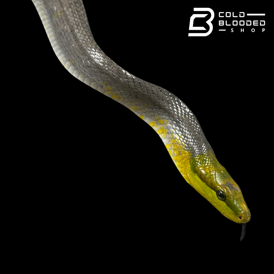 Female Silver Phase Red-tailed Green Rat Snake - Gonyosoma oxycephalum #1