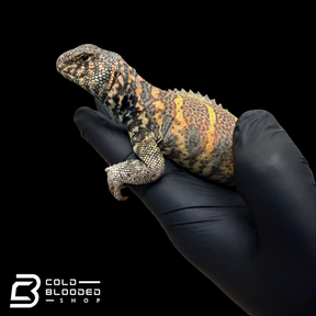 Adult Orange and blue Ornate Uromastyx #1 - Uromastyx ornata