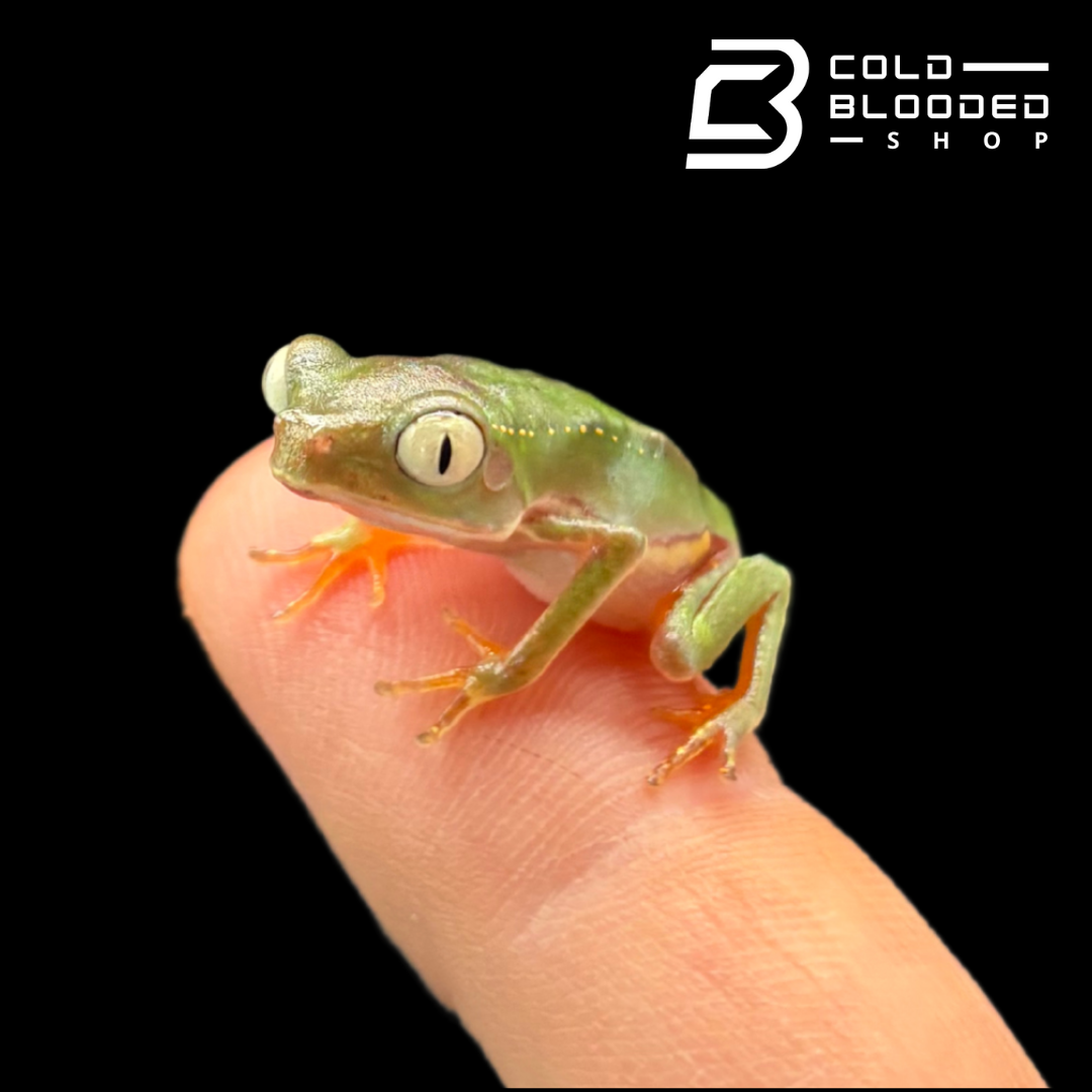 White lined monkey frog - Phyllomedusa vaillantii