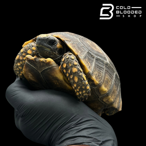 Yellow foot tortoise males - Chelonoidis denticulata