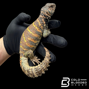 Adult Orange and blue Ornate Uromastyx #1 - Uromastyx ornata