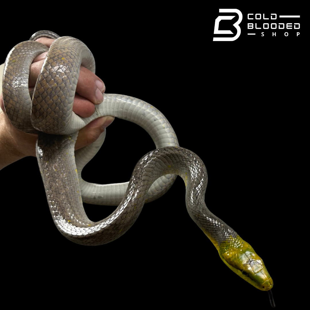 Female Silver Phase Red-tailed Green Rat Snake - Gonyosoma oxycephalum #1