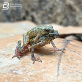 Ciremai Bleeding Toads - Leptophryne Javanica