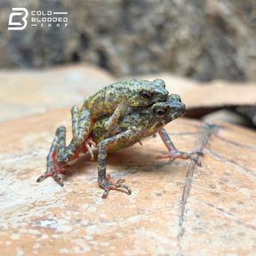 Ciremai Bleeding Toads - Leptophryne Javanica