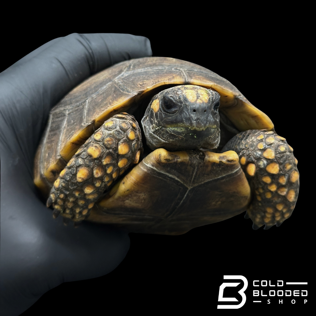 Yellow foot tortoise males - Chelonoidis denticulata