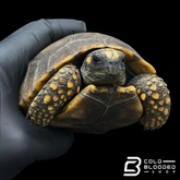 Yellow foot tortoise males - Chelonoidis denticulata