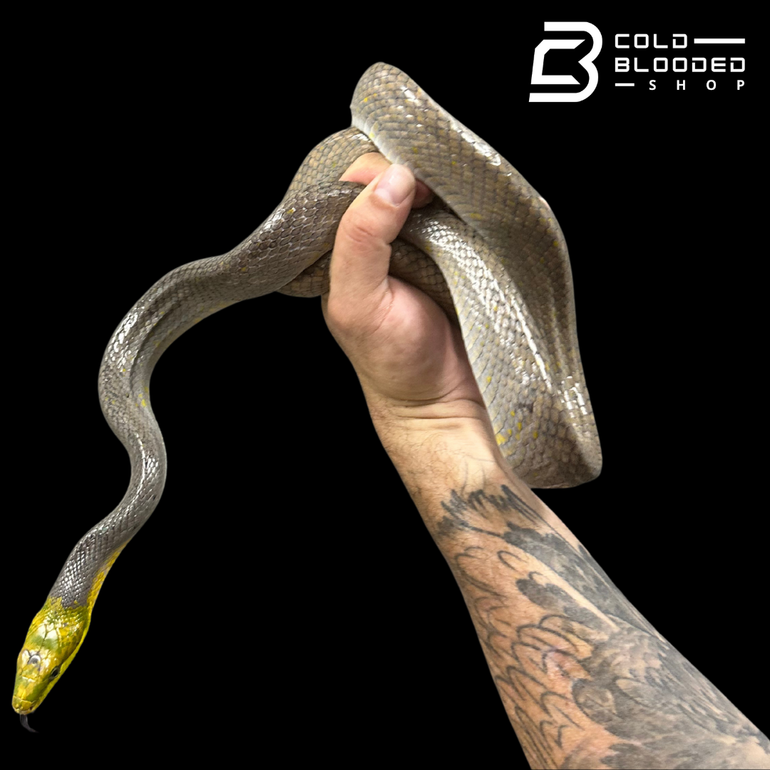 Female Silver Phase Red-tailed Green Rat Snake - Gonyosoma oxycephalum #1