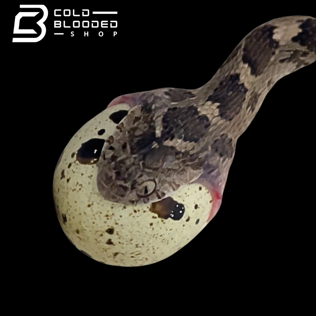 Egyptian egg-eating snake - Dasypeltis bazi