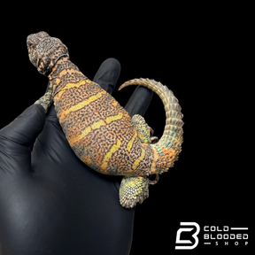 Adult Orange and blue Ornate Uromastyx #1 - Uromastyx ornata