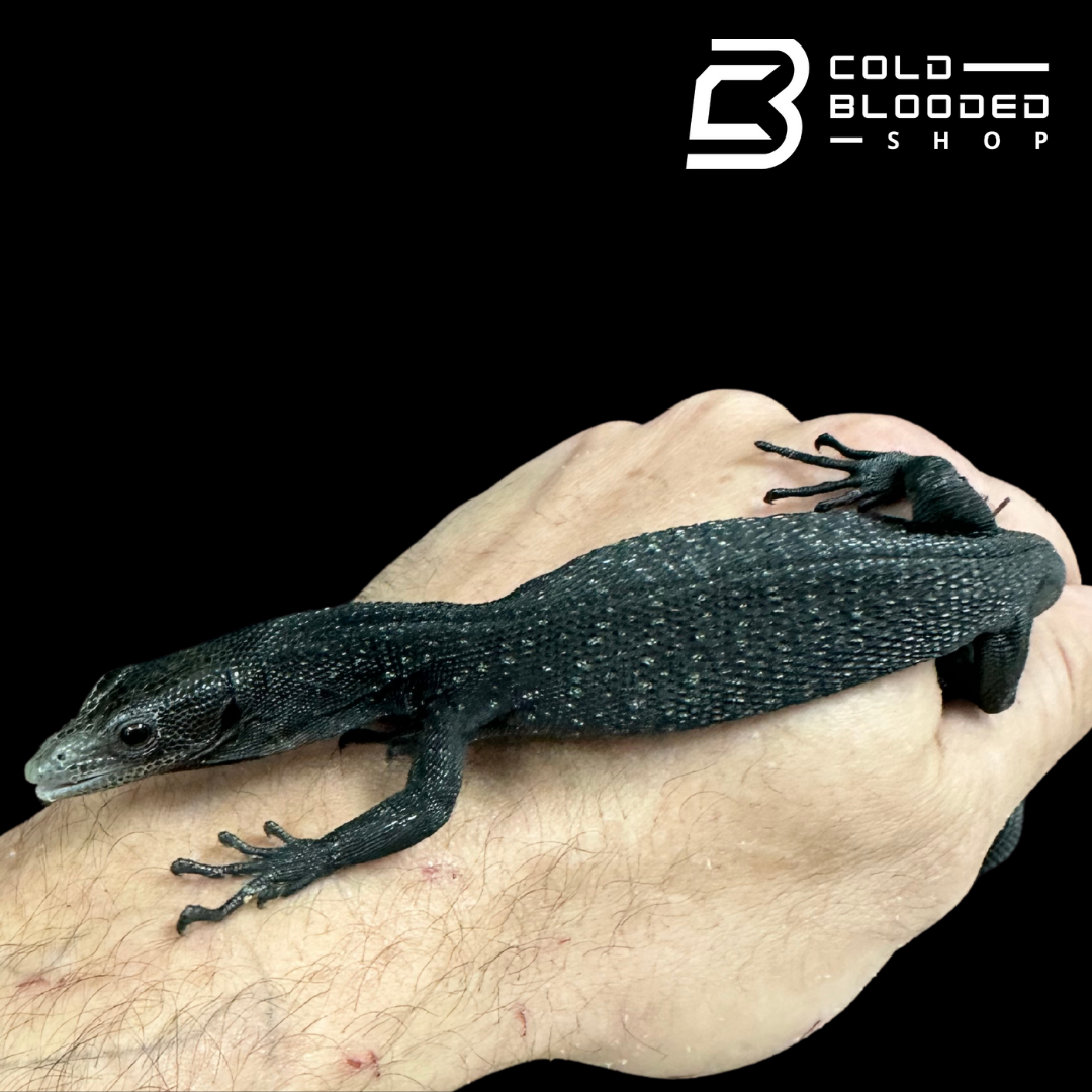 CBB Baby Black Tree Monitor - Varanus beccarii
