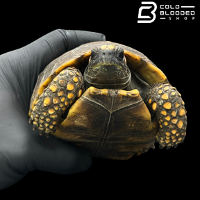 Yellow foot tortoise males - Chelonoidis denticulata