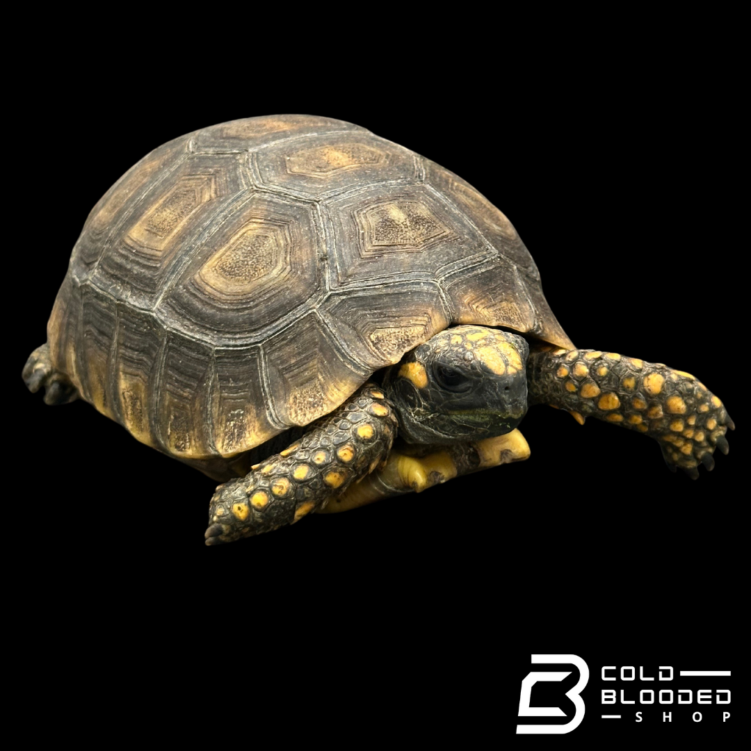 Yellow foot tortoise males - Chelonoidis denticulata