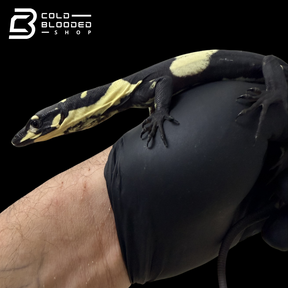 Baby Super Bell's Phase Lace Monitor - Varanus varius #1