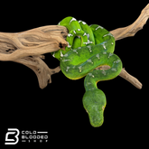 Adult female Emerald Tree Boa - Corallus caninus