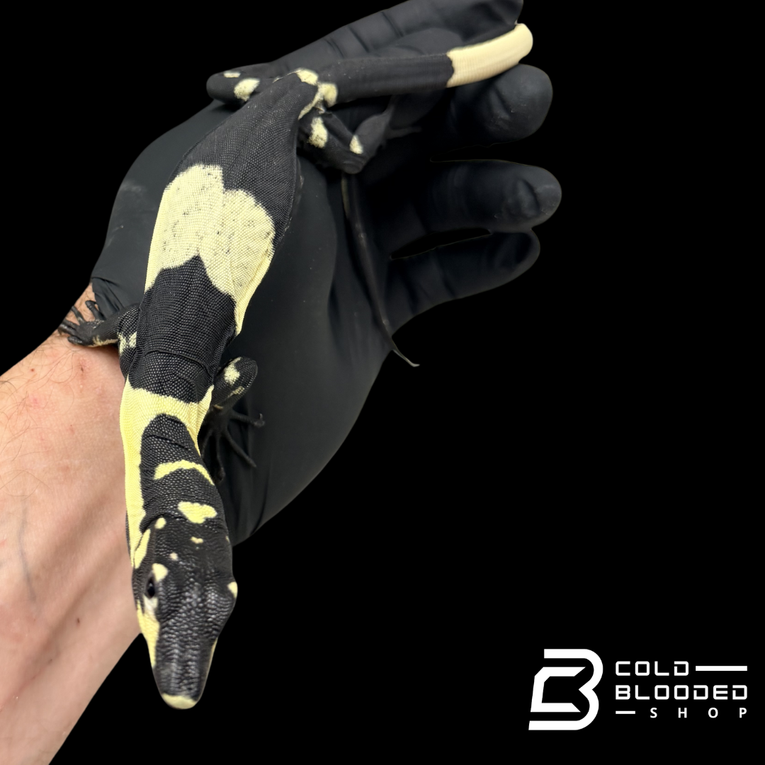 Baby Super Bell's Phase Lace Monitor - Varanus varius #1