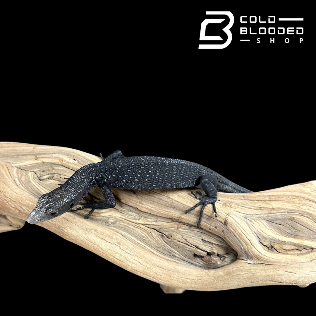CBB Baby Black Tree Monitor - Varanus beccarii