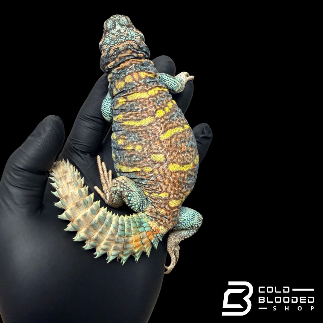 Bebé Uromastyx adornado