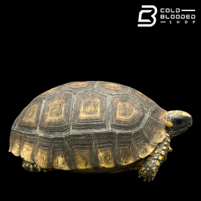 Yellow foot tortoise males - Chelonoidis denticulata
