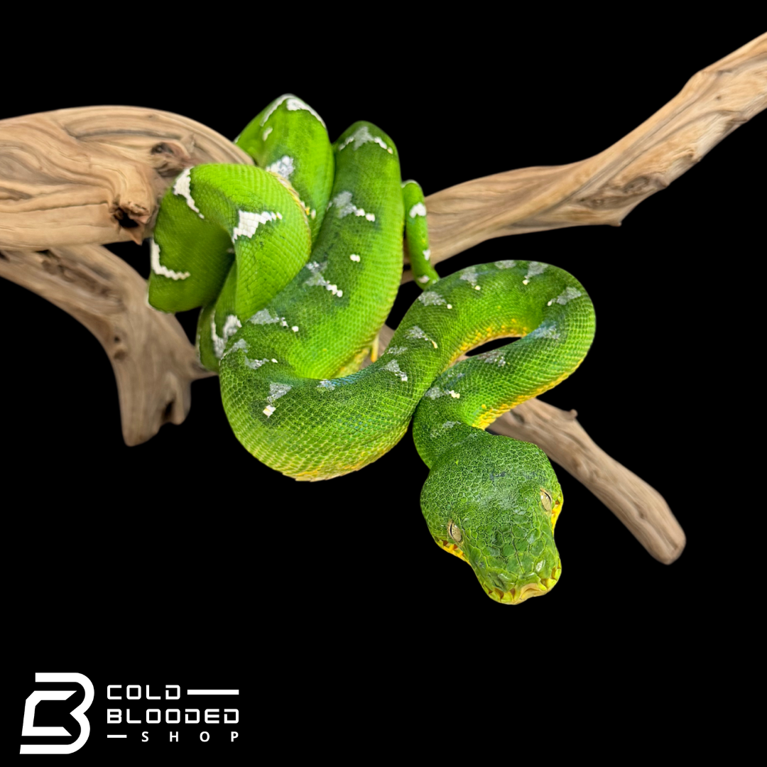Adult female Emerald Tree Boa - Corallus caninus