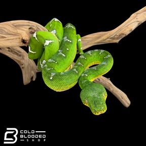 Adult female Emerald Tree Boa - Corallus caninus