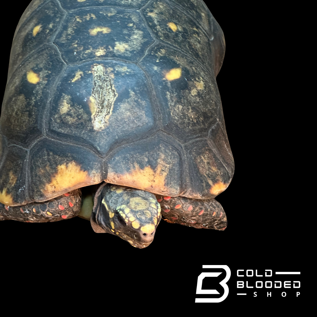 GIANT Suriname male Red-foot Tortoise - Chelonoidis carbonaria