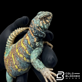 Adult Male Ornate Uromastyx - Uromastyx ornata