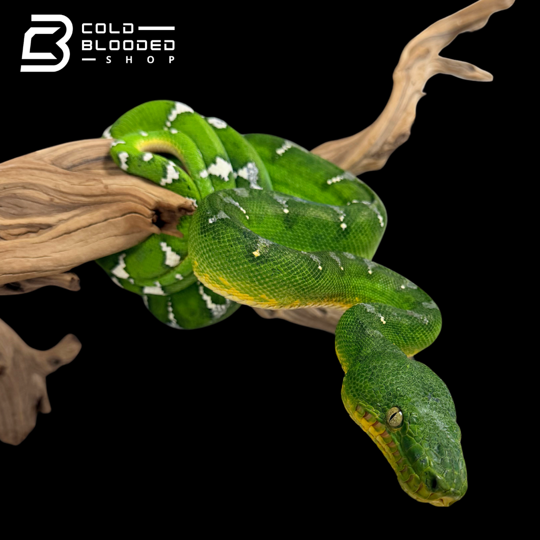 Adult female Emerald Tree Boa - Corallus caninus