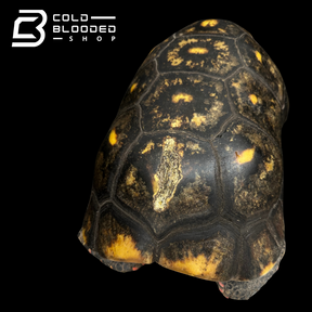 GIANT Suriname male Red-foot Tortoise - Chelonoidis carbonaria