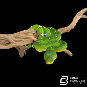 Adult female Emerald Tree Boa - Corallus caninus