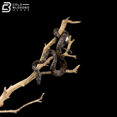 Indonesian Tree Boa - Candoia Carinata