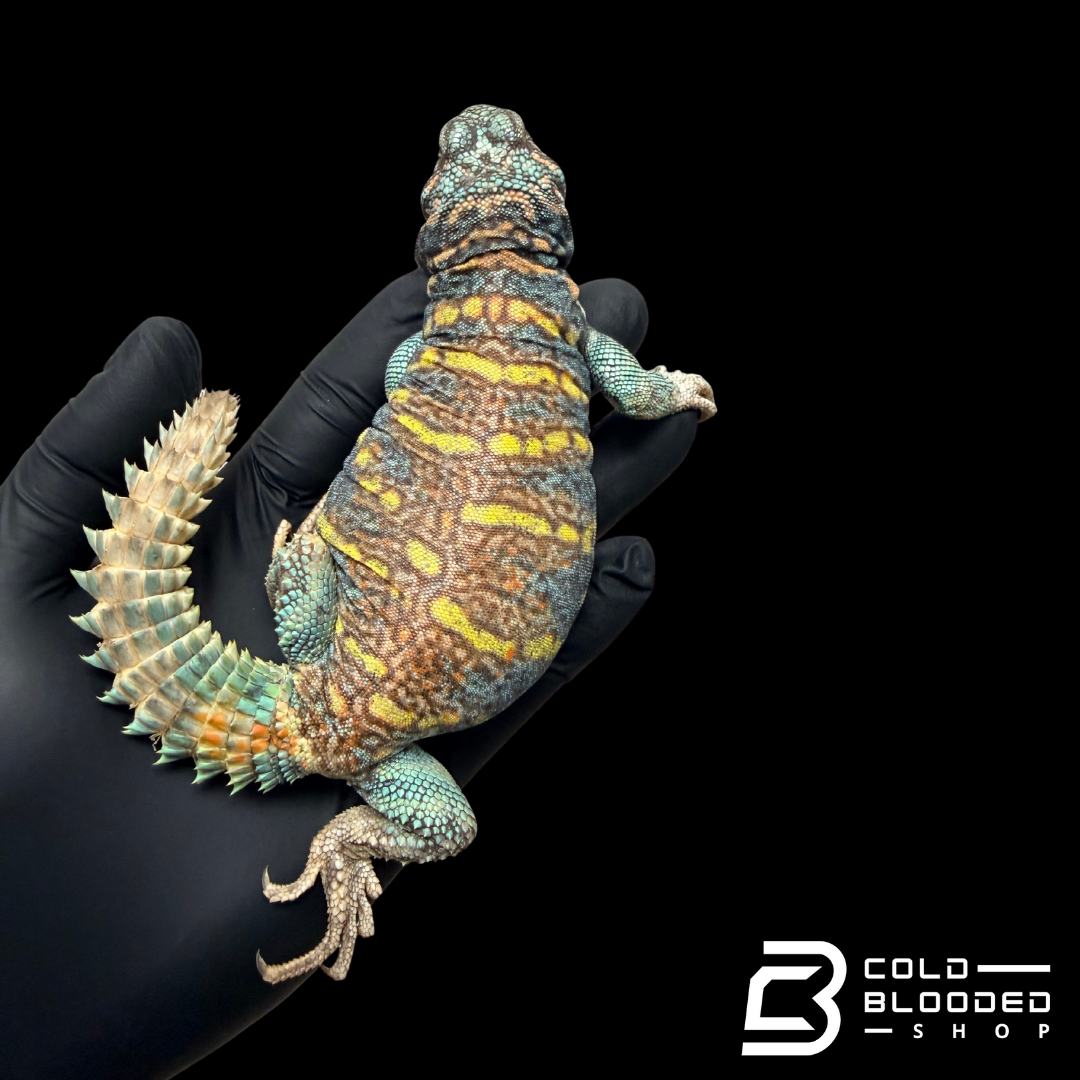 Adult Male Ornate Uromastyx - Uromastyx ornata
