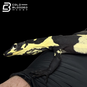 Baby Super Bell's Phase Lace Monitor - Varanus varius #1