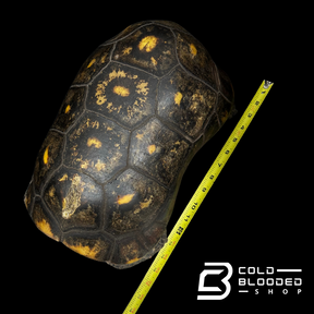 GIANT Suriname male Red-foot Tortoise - Chelonoidis carbonaria