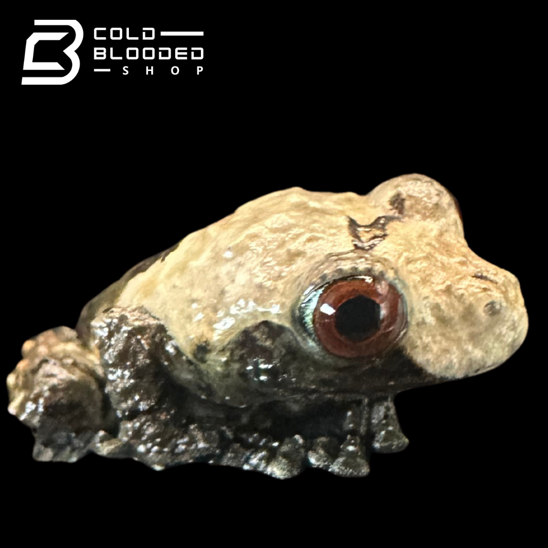 CBB Vietnamese Bird Poop Frog - Theloderma asperum