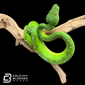 Adult Emerald Tree Boa - Corallus caninus #2